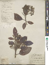 Persea americana var. drymifolia image