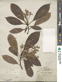 Persea americana var. drymifolia image