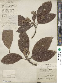 Persea americana var. drymifolia image