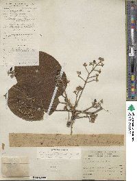 Persea americana var. drymifolia image