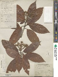 Persea americana var. drymifolia image