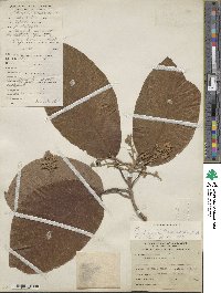 Persea americana var. drymifolia image