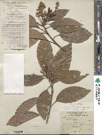 Persea americana var. drymifolia image