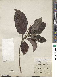 Persea americana var. drymifolia image