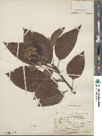 Persea americana var. drymifolia image