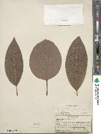 Persea americana var. drymifolia image