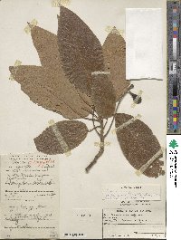 Persea americana var. drymifolia image