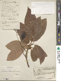 Persea americana var. drymifolia image