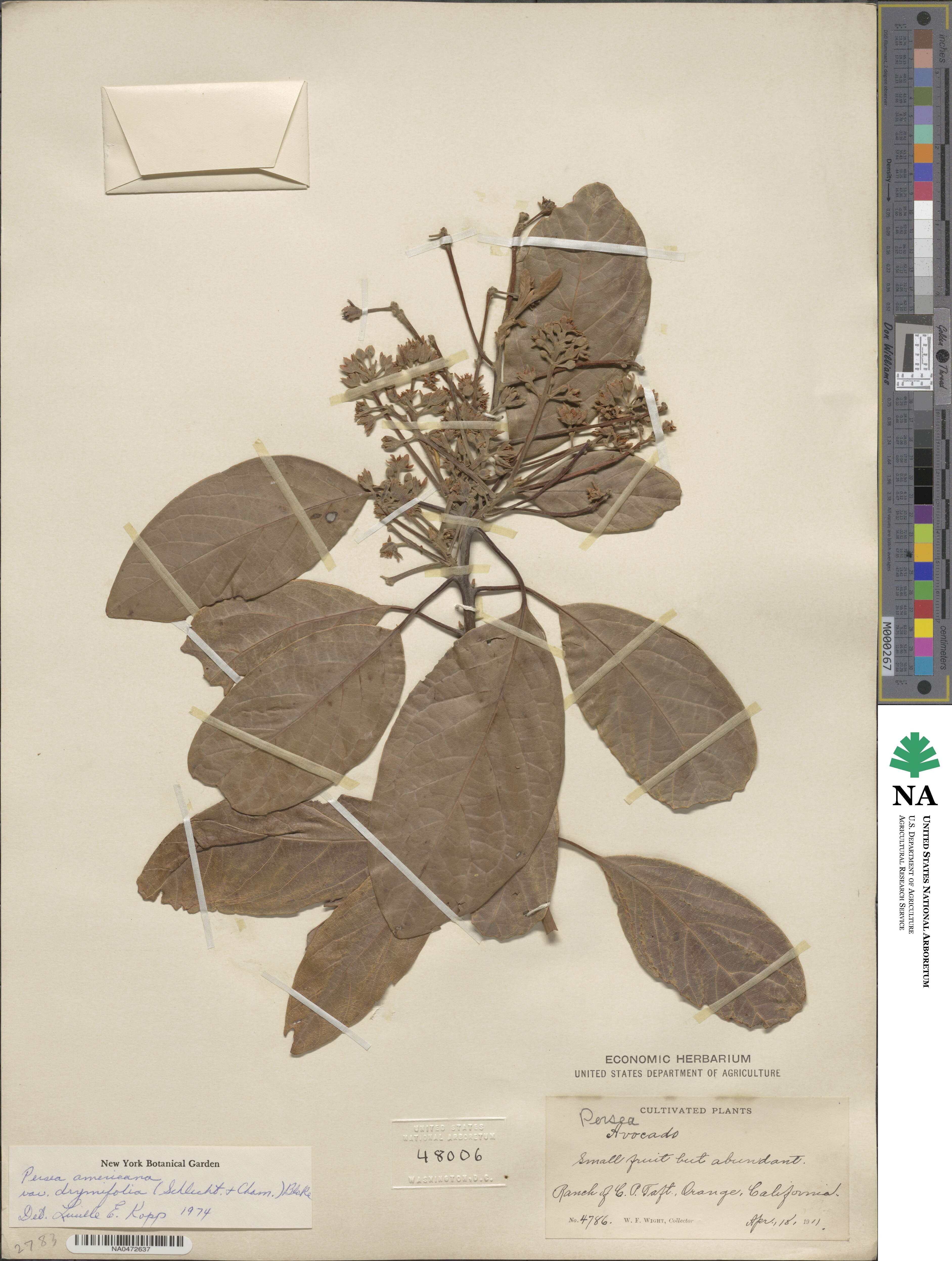 Persea americana image