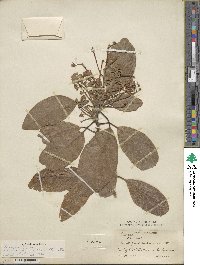 Persea americana var. drymifolia image