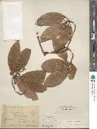 Persea americana var. drymifolia image