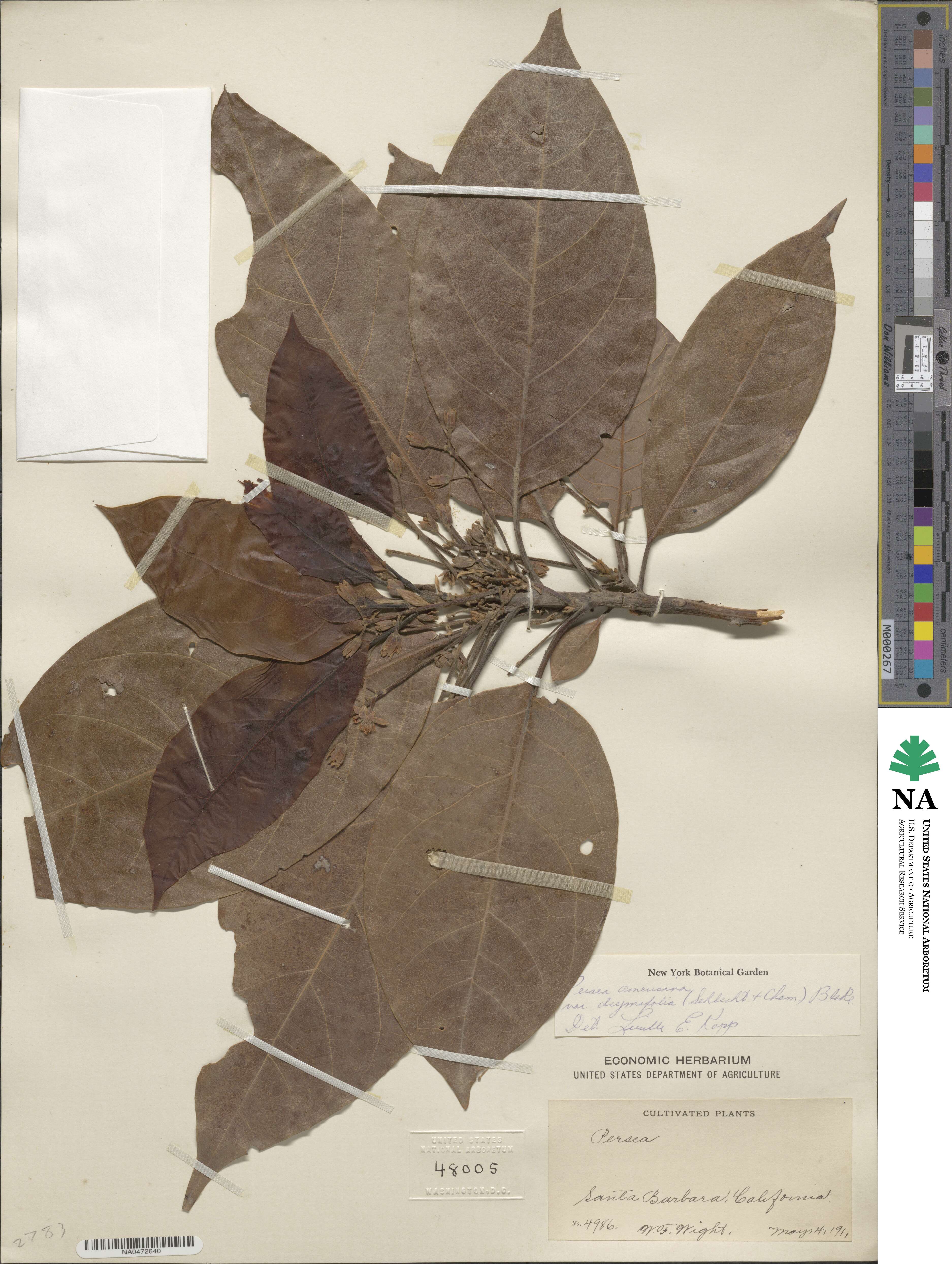 Persea americana image
