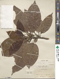 Persea americana var. drymifolia image