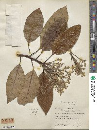 Persea americana var. drymifolia image