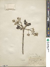 Persea americana var. drymifolia image