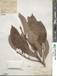 Persea americana var. drymifolia image