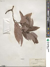 Persea americana var. drymifolia image