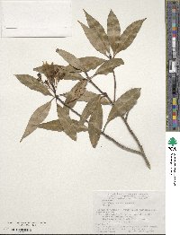 Machilus japonica image