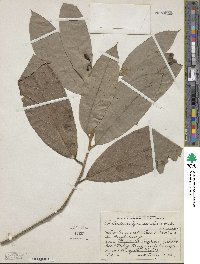 Image of Nectandra belizensis