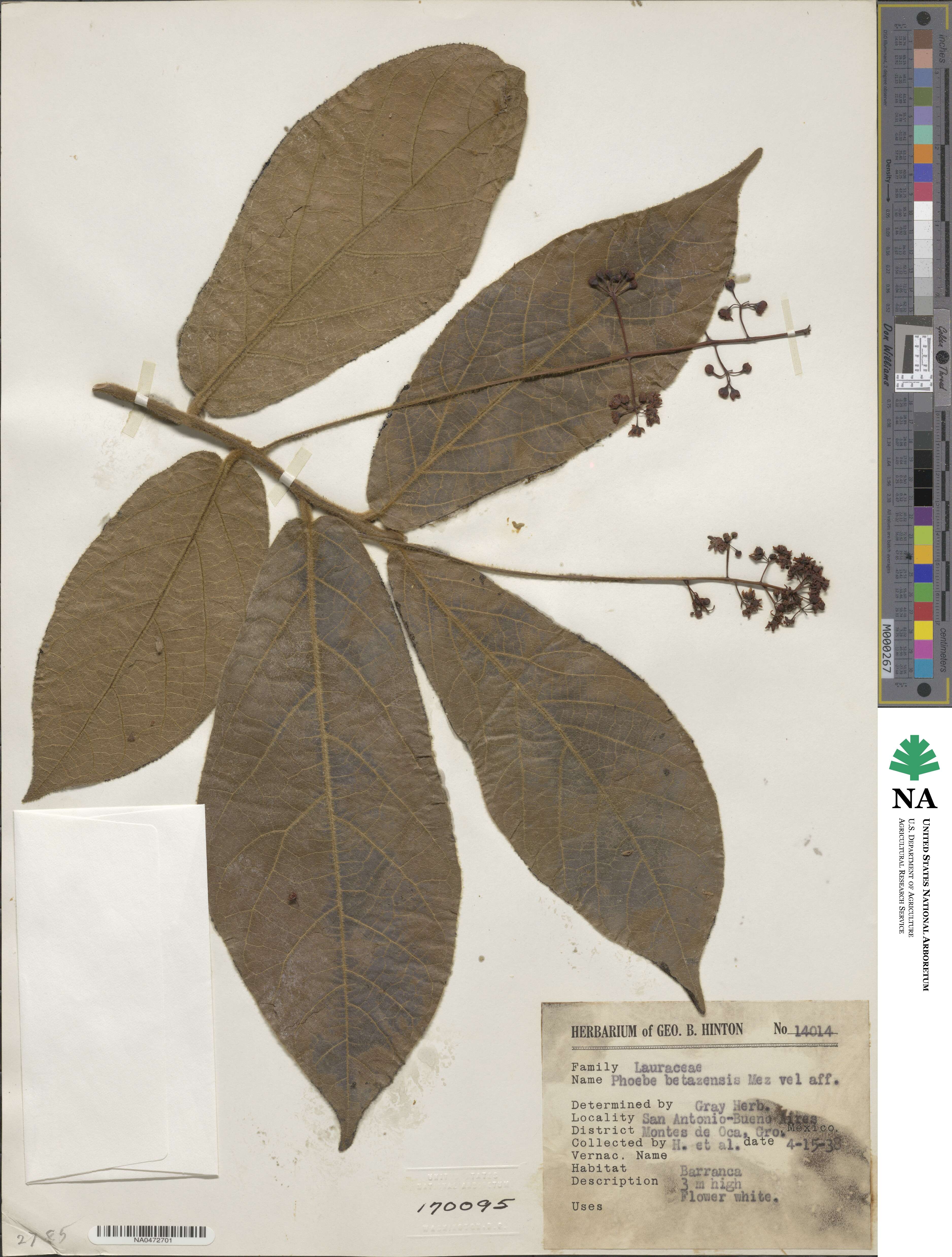 Ocotea image
