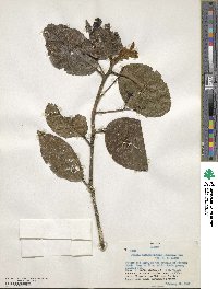 Ocotea macrophylla image