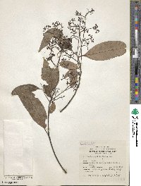 Ocotea porphyria image