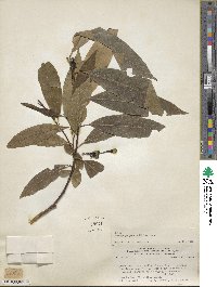 Ocotea porphyria image