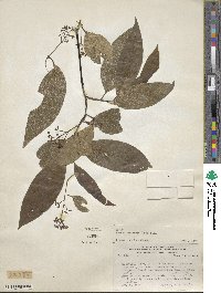 Ocotea porphyria image