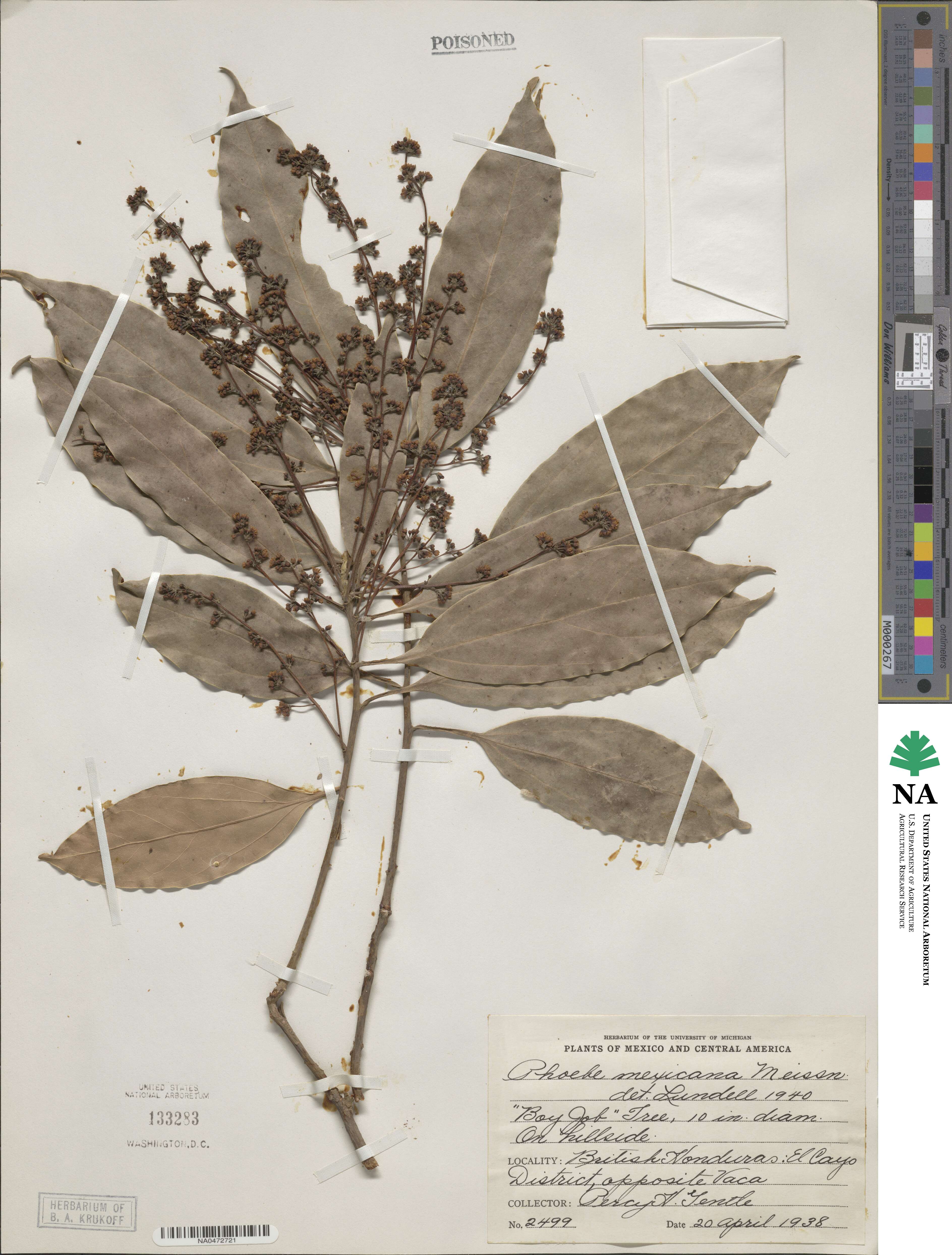 Aiouea montana image