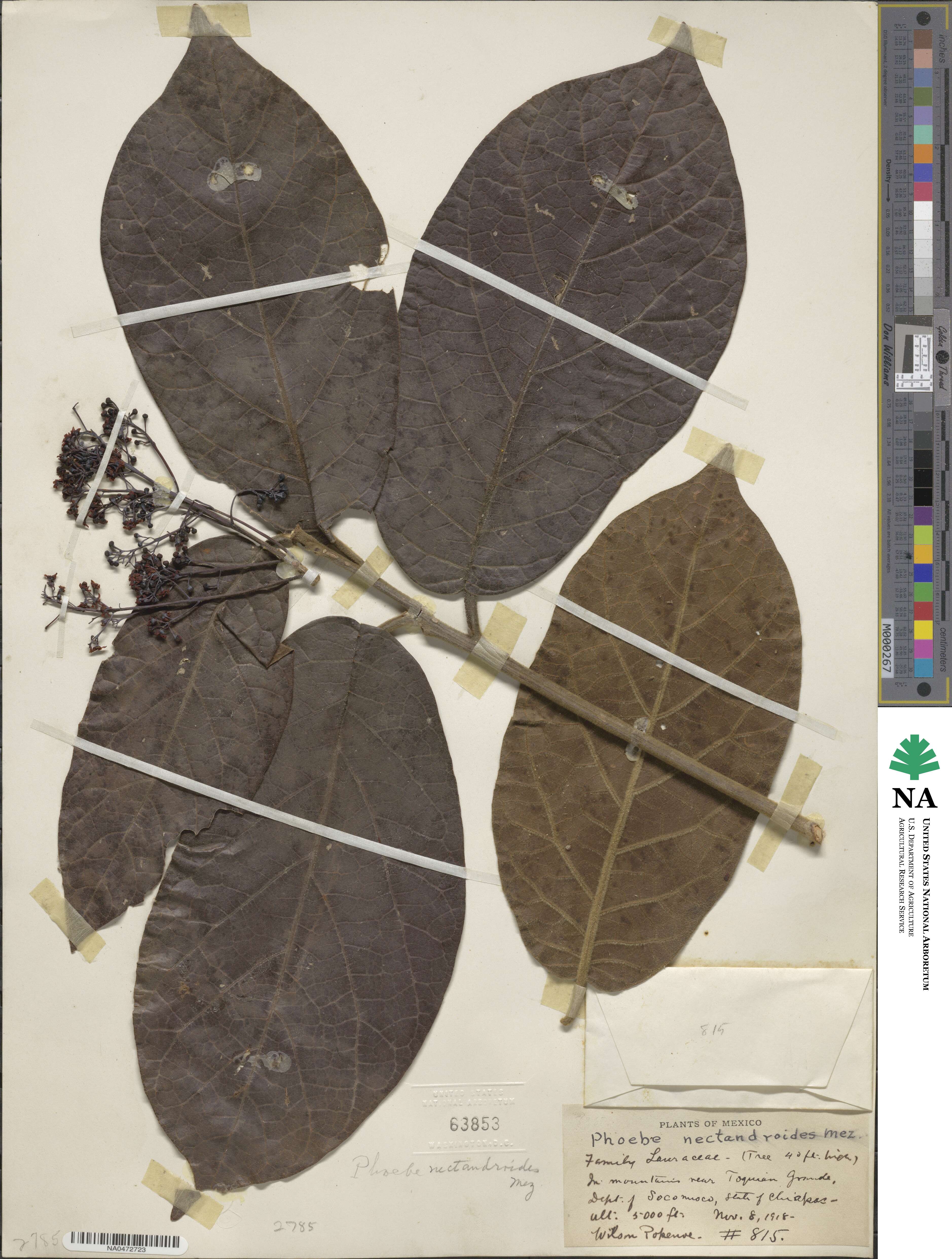 Ocotea macrophylla image