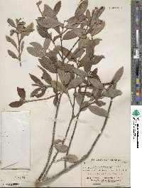 Image of Aiouea salicifolia