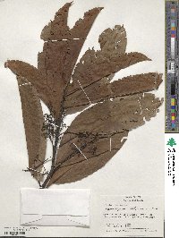 Pleurothyrium parviflorum image