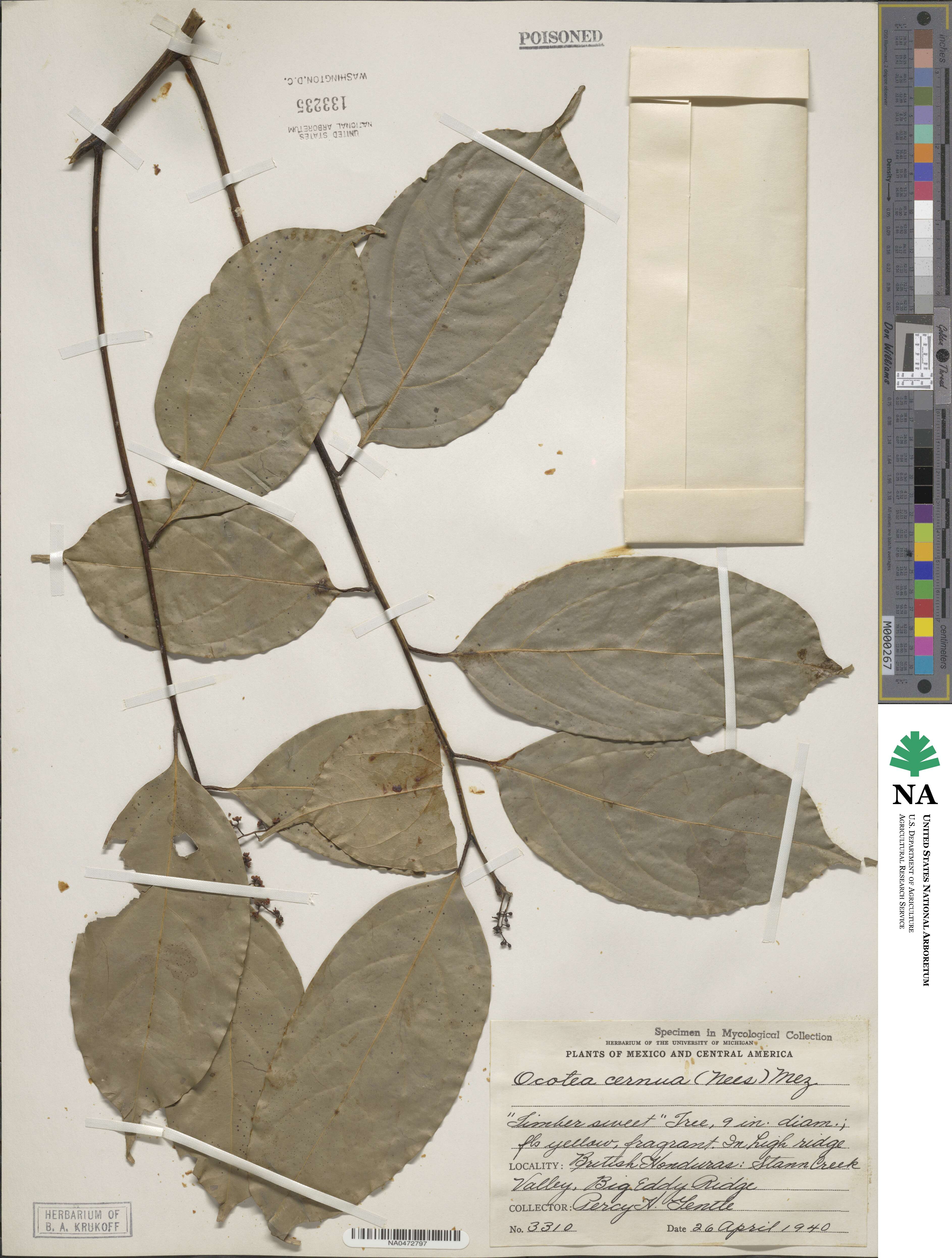 Ocotea leptobotra image