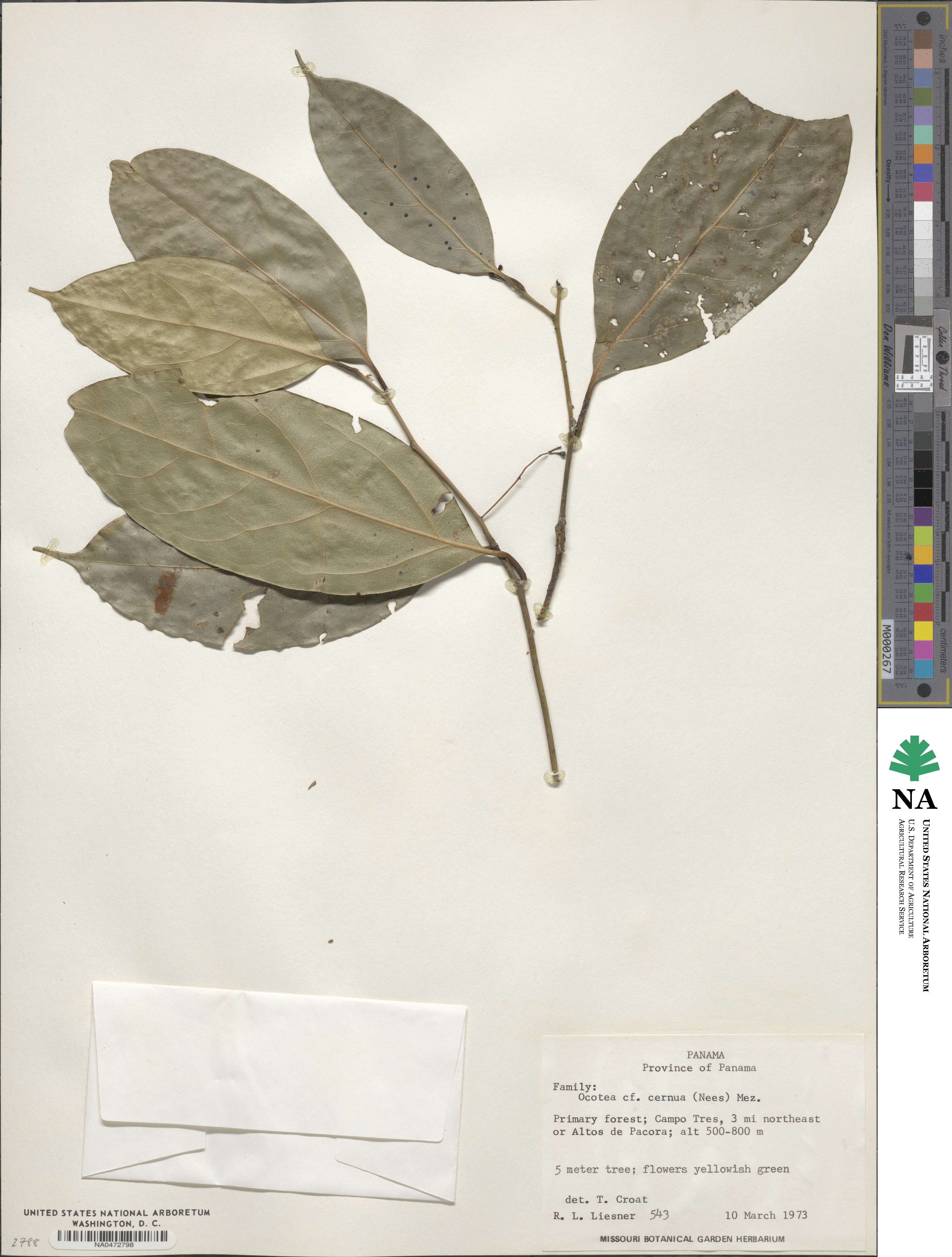 Ocotea leptobotra image