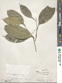 Ocotea leptobotra image