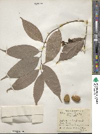 Ocotea leptobotra image