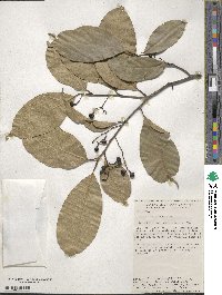 Ocotea leptobotra image