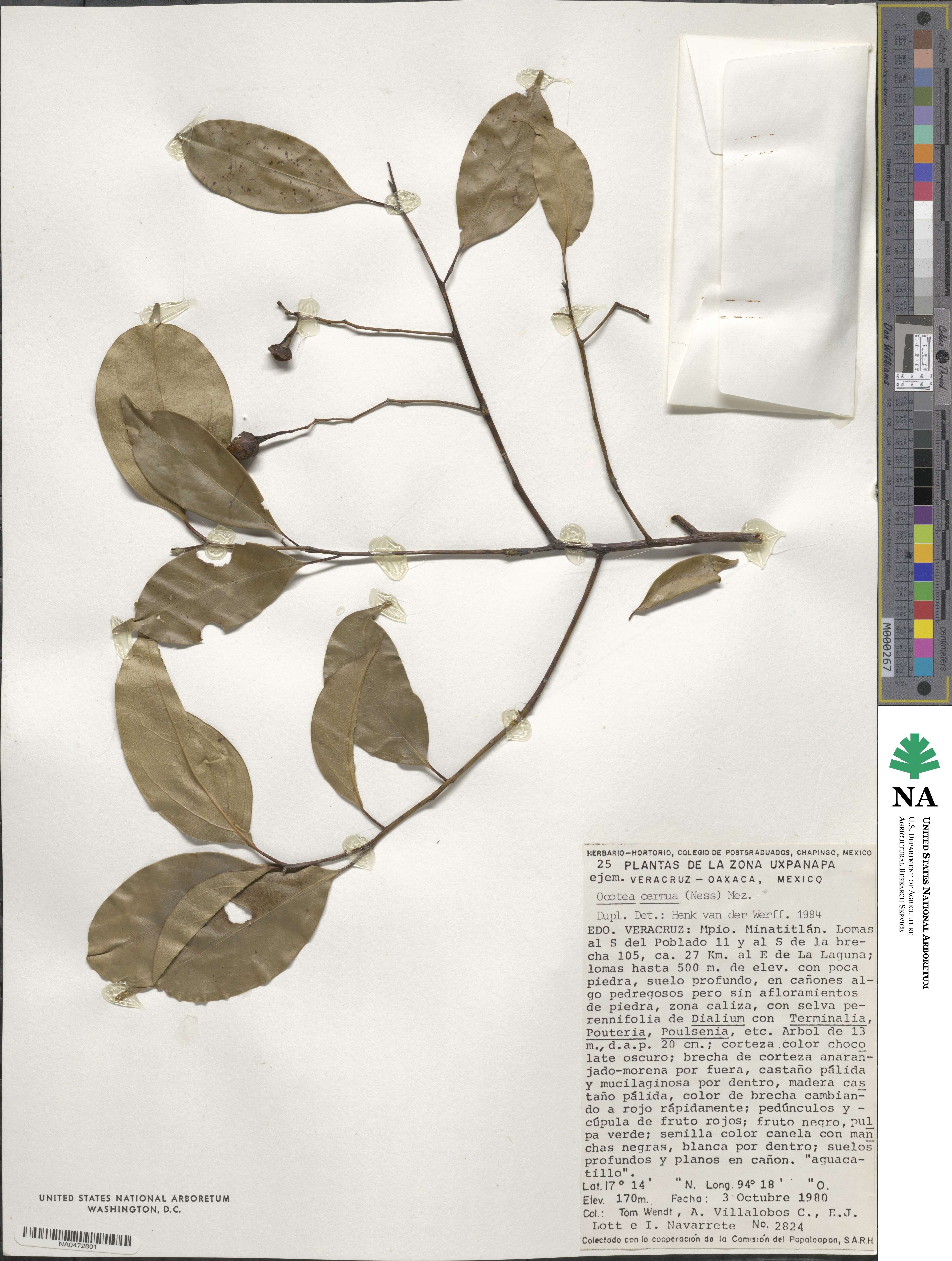 Ocotea leptobotra image