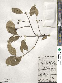 Ocotea leptobotra image