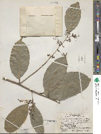 Ocotea leptobotra image