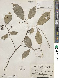 Ocotea leptobotra image