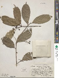 Ocotea leptobotra image