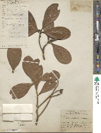 Image of Ocotea cuneata