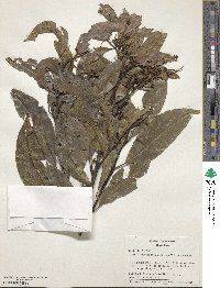 Ocotea puberula image