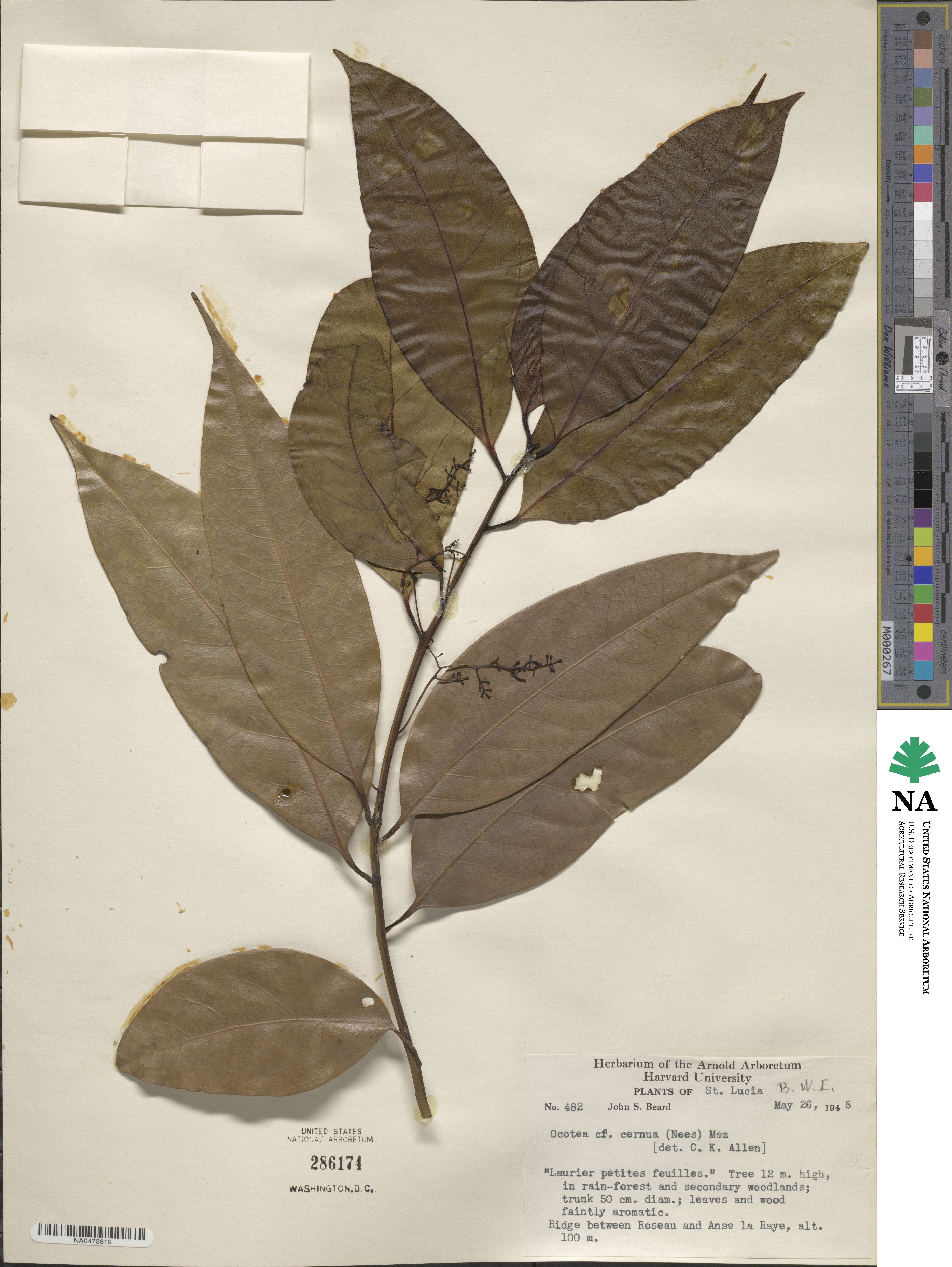 Ocotea leptobotra image