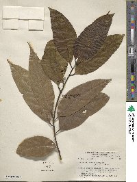 Ocotea leptobotra image