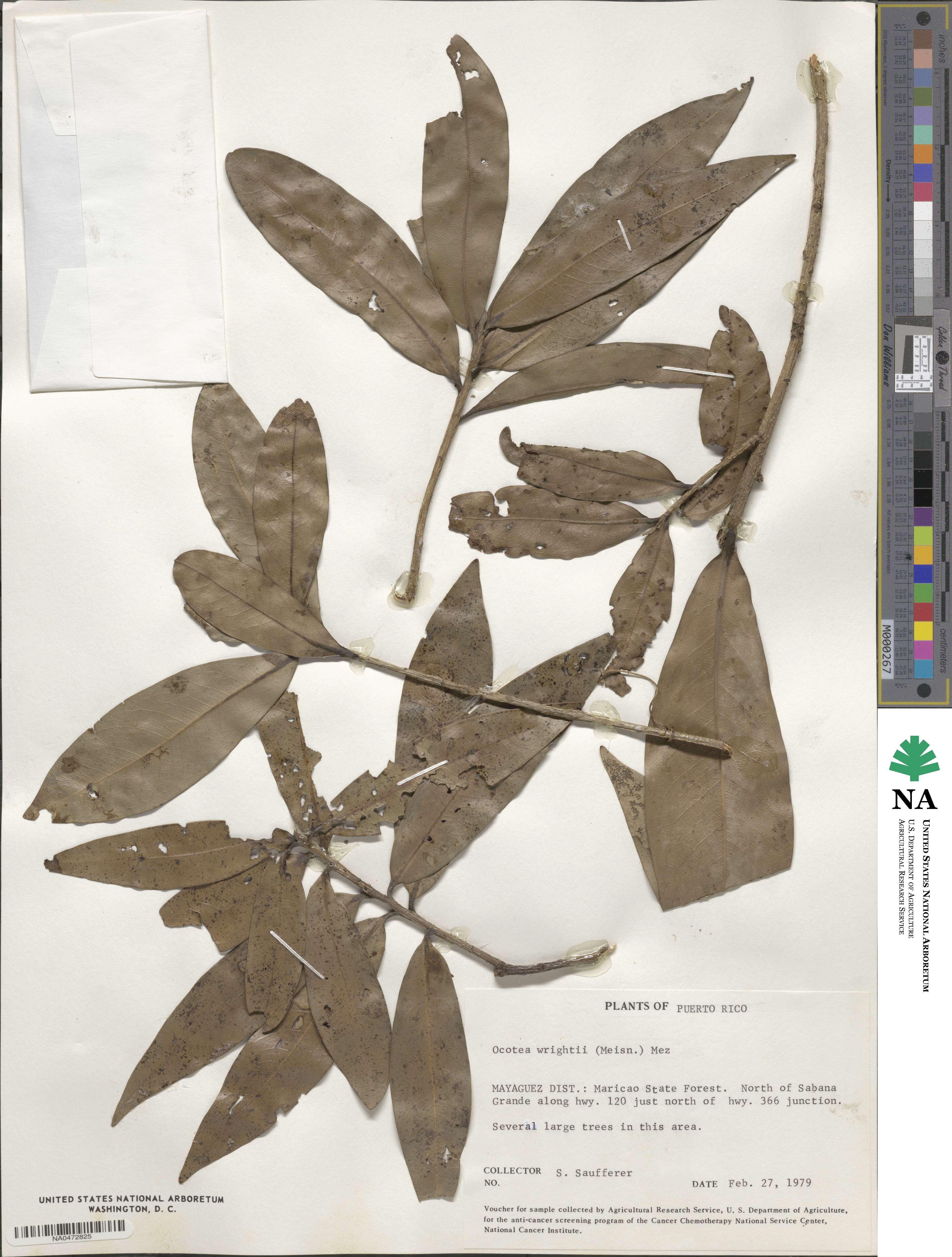 Ocotea image