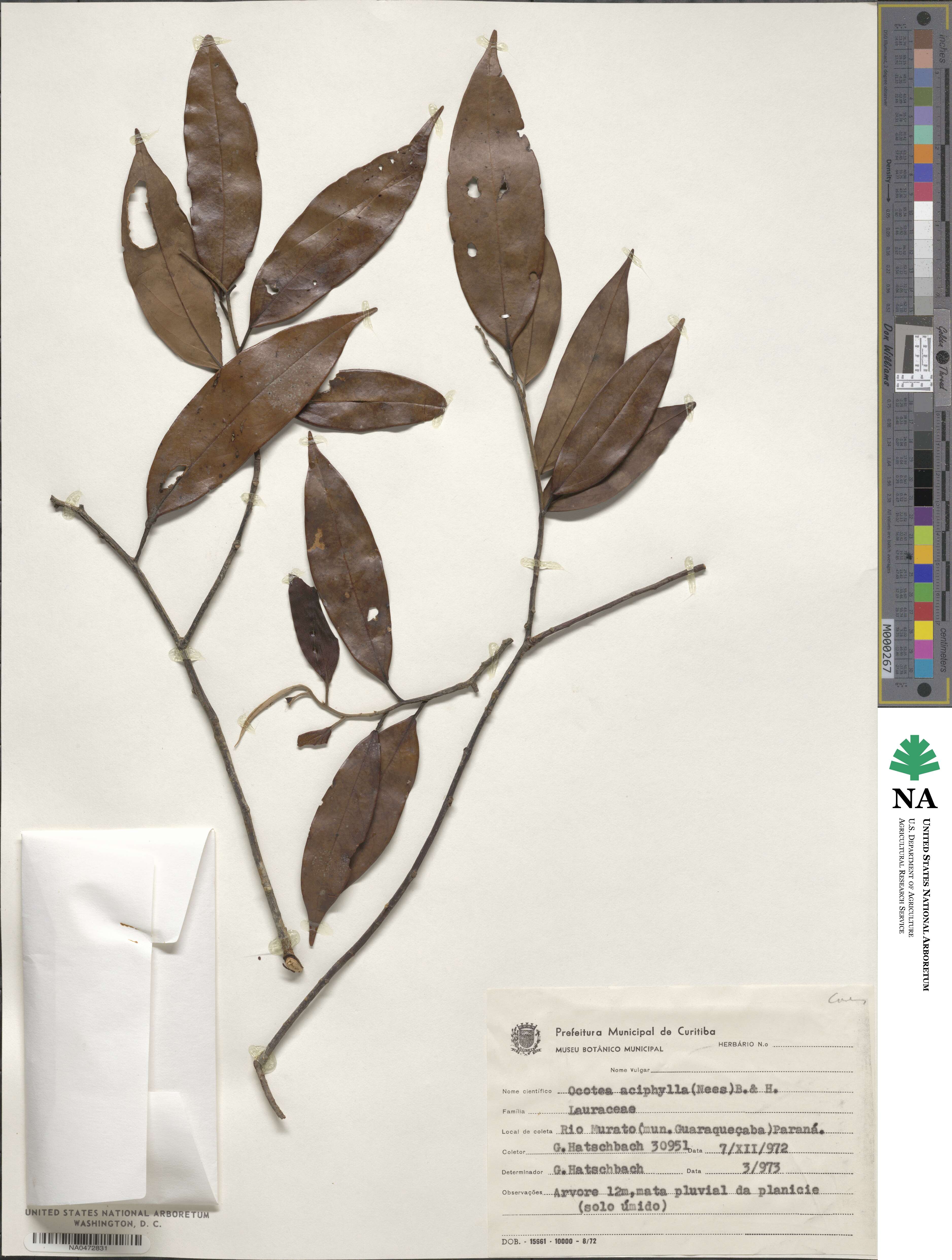 Ocotea aciphylla image
