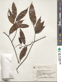 Image of Ocotea aciphylla