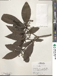 Ocotea aciphylla image